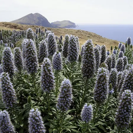 Madeira Bright Star By Petit Hotel 4*